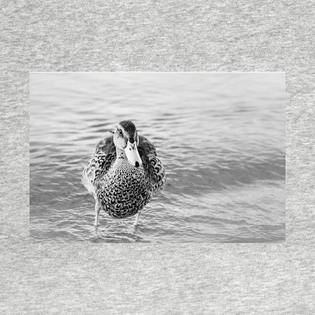 Cute Funny Duck Portrait Black and White by Amy-K-Mitchell